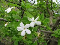 Gardenia resiniflua-t.JPG